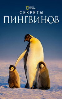 Тайны пингвинов Тайны пингвинов